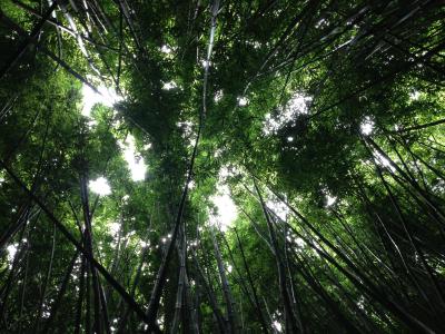 中国竹业 | 揭榜“以竹代塑”，闯出革新之路